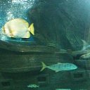  , , 43  -  4  2017     !!!