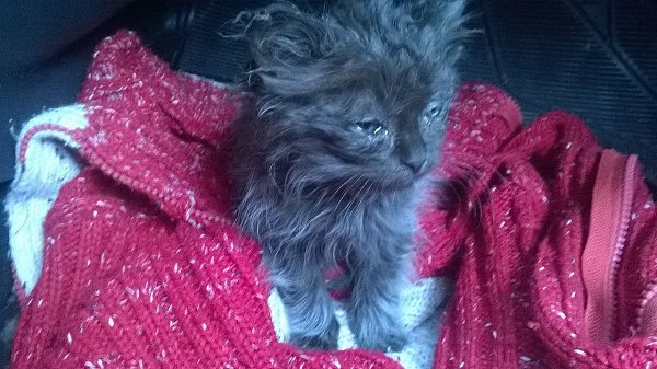 #Безкота_добро.Подобрали вчера на дороге. Чуть не сбили сначала мы, затем фура. Напуганного, мокрого ...