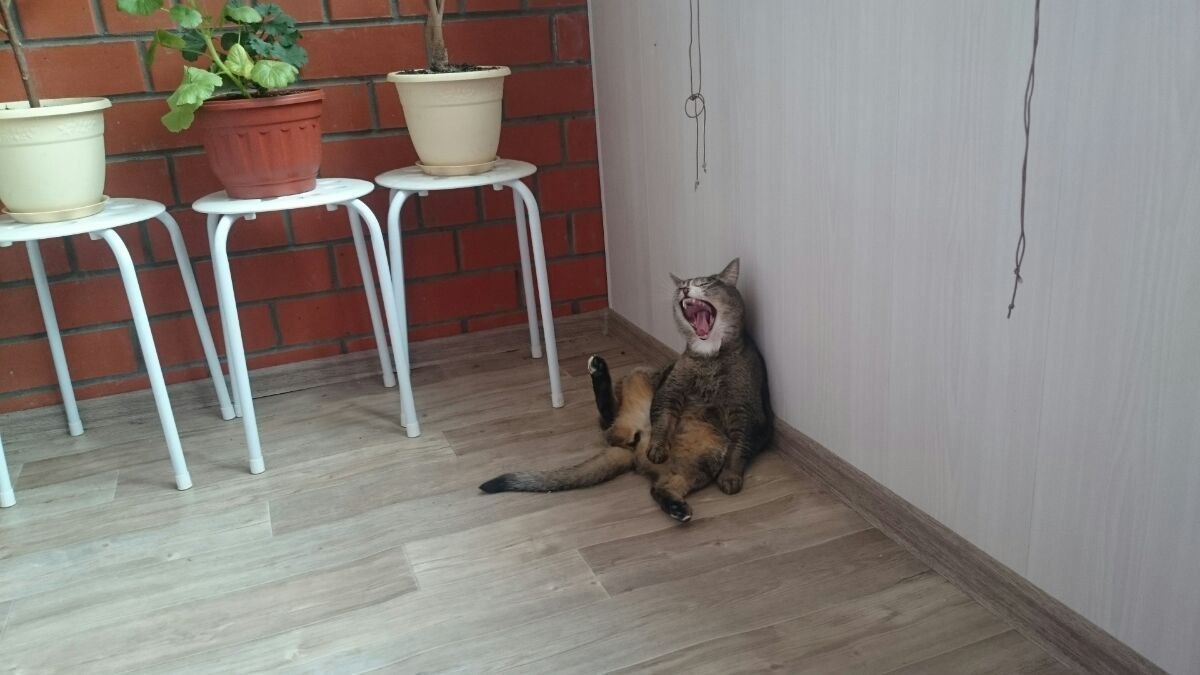   ,     :