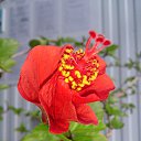 ���� �������, ��������, 50 ��� - ��������� 18 ������ 2017 � ������ ������ ��������