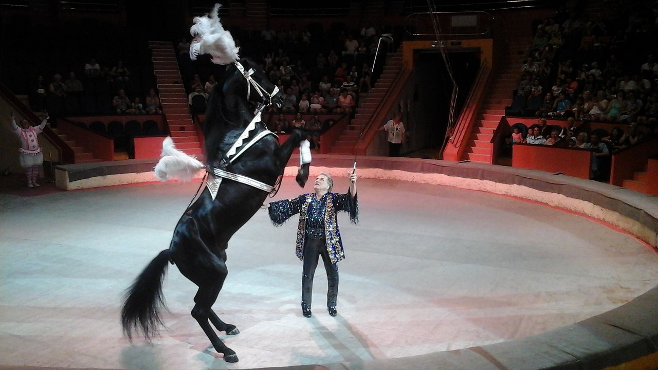 А мы в очередной раз в цирке были.) | "Сочи. Пикник." | Фотострана ...