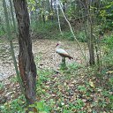 ���� Fedor., ������-���, 56 ��� - ��������� 21 �������� 2017 � ������ ������ ��������