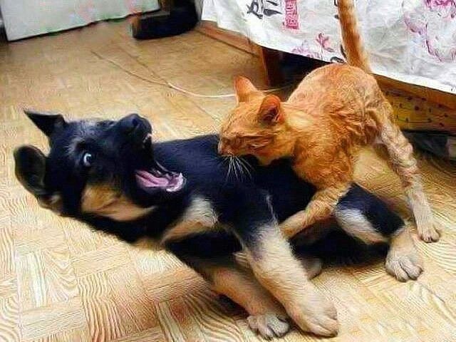 - ...   ,  .....))))