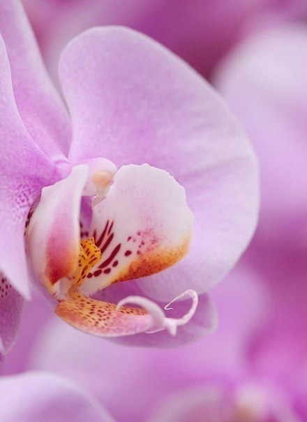 Найди покой в своей душе, всё остальное само найдёт тебя. Доброе утро! Удачной недели! :) - 3