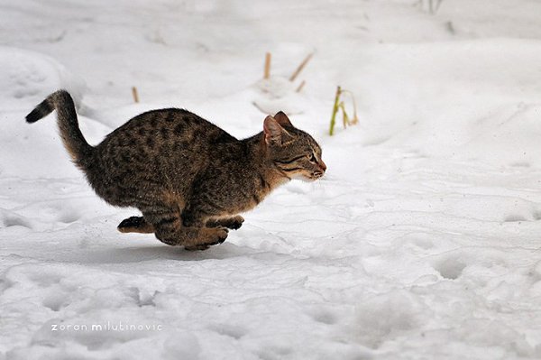 Коты готовы веселить нас в самые пасмурные дни! Стивен Кинг пишет, что коты – это гангстеры ... - 13