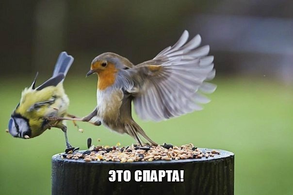      ,       ) - 42