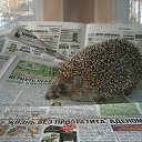 ���� ��������, �����-��������� - ��������� 14 ��� 2017 � ������ ���� ����������