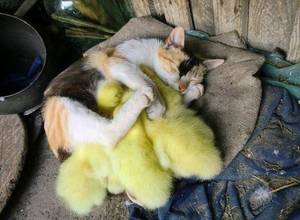 Зверушки, от вида которых у вас растает сердце :)