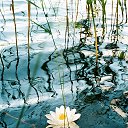 ���� ��������, ���������, 65 ��� - ��������� 29 �������� 2017