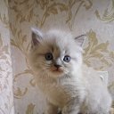 ���� ���������, ����������, 58 ��� - ��������� 9 ������ 2017 � ������ ������ ��������