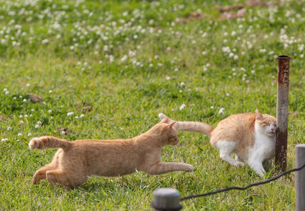 Коты готовы веселить нас в самые пасмурные дни! Стивен Кинг пишет, что коты – это гангстеры ... - 10