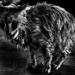 ����, ������, 37 ���