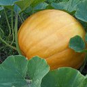 ��� ����� ������� � ��� ������� �� 68 ��. ����� -������! �� ������� ���� ����������