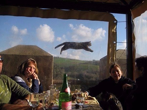 Эти фотографии не были бы настолько крутыми, если бы не кошки, случайно попавшие в кадр - 8