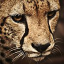 ���� ������, ���, 40 ��� - ��������� 15 ������� 2017