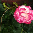  , --, 44  -  19  2017    