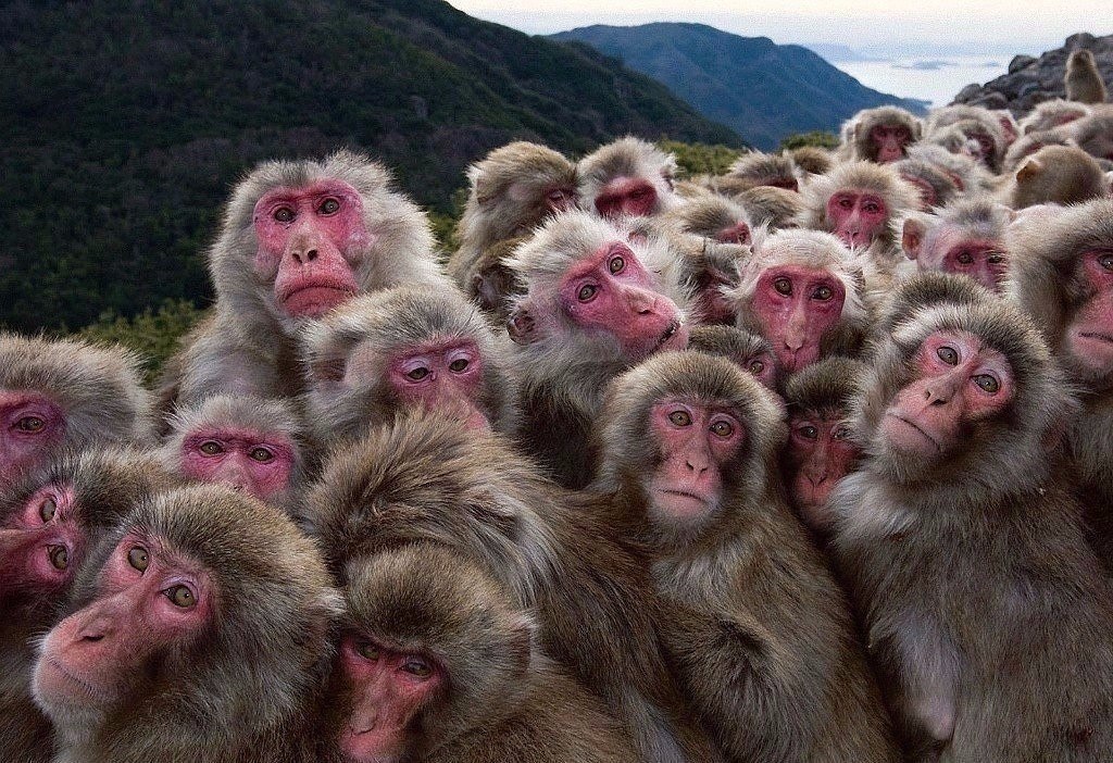 куча обезьян. много животных. много смешных видео. смешные детки. веселые приколы на пляже.