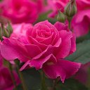 ���� �����, ������, 56 ��� - ��������� 18 ������ 2017 � ������ ���� ����������