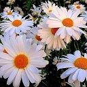 ���� ******Elena, ������, 45 ��� - ��������� 19 �������� 2017 � ������ ��� ��������ӻ