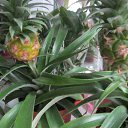 ���� ��������, ���������, 62 ���� - ��������� 13 ���� 2017 � ������ ������ ��������