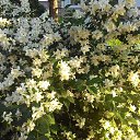 ���� �����, ������, 40 ��� - ��������� 19 ���� 2017 � ������ ���� ����������