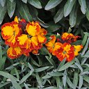  , , 60  -  23  2017    - 2017