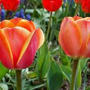 ��� 2017 �� ������� ���� ����������� (!) ��������)�