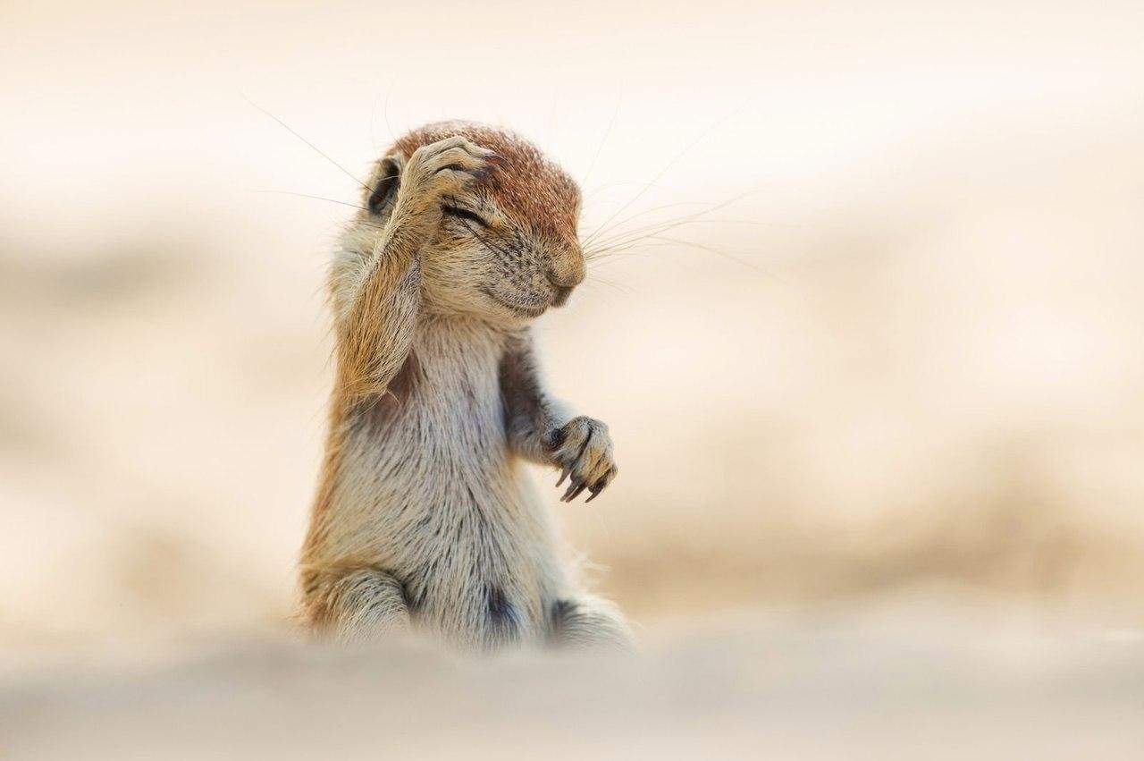   Comedy Wildlife Photography Award - 10