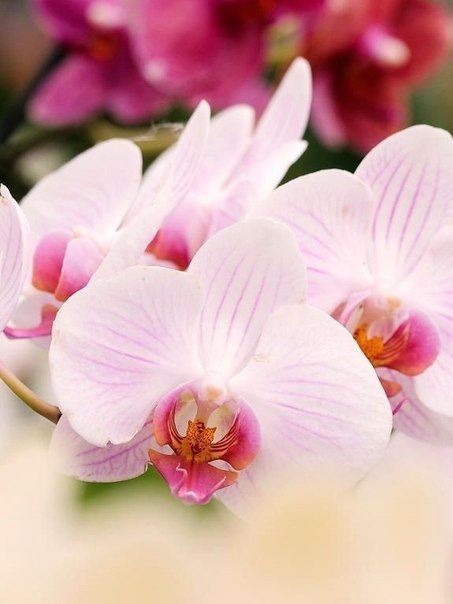 Найди покой в своей душе, всё остальное само найдёт тебя. Доброе утро! Удачной недели! :) - 2