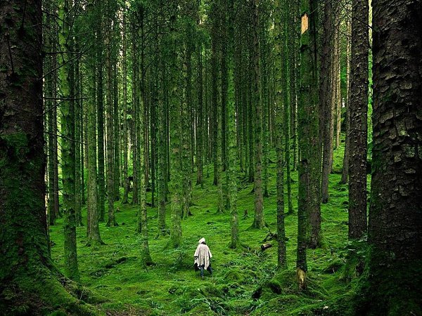 ������ ���, ���������