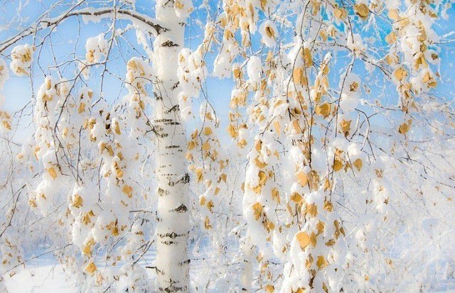Ноябрь.... С каждым новым днём Всё ближе зимняя граница. Всё реже покидаешь дом, Всё слаще хмурым ...