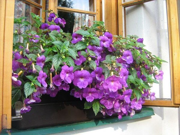 ��������. ����������� �����.�������� (Achimenes) � ��������������� ����������� ��������� ��������� ...