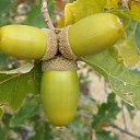 ���� Pevril, ������, 54 ���� - ��������� 17 ������� 2017 � ������ ������ ��������