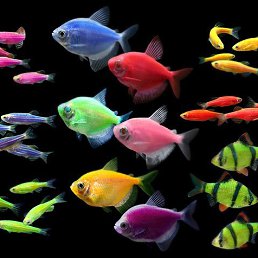 ���� �������, �������, 37 ��� - ��������� 12 ������ 2017