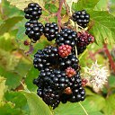 � ������. �� ������� ������ ��������