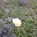 ���� ���������, �����, 51 ��� - ��������� 8 ������� 2017