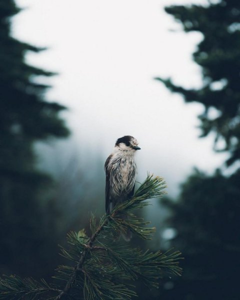 ������� ����-������ ���� - 7