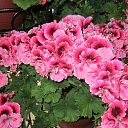 ���� ��������, ���������, 62 ���� - ��������� 13 ���� 2017 � ������ ������ ��������