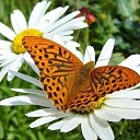 ���� �������, �����������, 61 ��� - ��������� 16 ���� 2017 � ������ ���� ����������