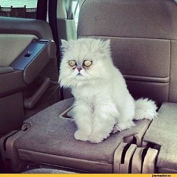 ����, �������, 40 ���