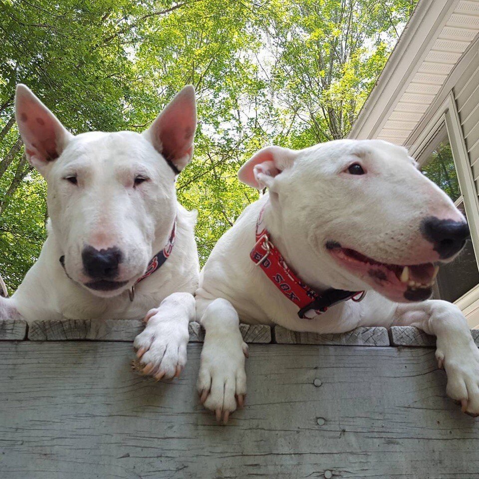 Сладкая парочка твикс.Бодрого всем понедельника) - 2