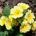 ��� 2017 �� ������� ���� ����������� (!) ��������)�