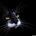 ���� Leva, ������, 54 ���� - ��������� 6 ��� 2017 � ������ ���� ����������