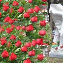  ,  -  18  2017       Ż