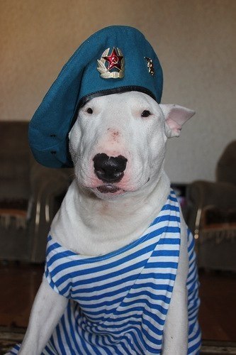 Администрация Буле-Городка поздравляет всех с днем Воздушно-десантных войск!