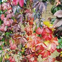 ���� ��������, ��������������, 69 ��� - ��������� 9 ������� 2017 � ������ ������ 2017�