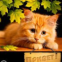  M, , 48  -  26  2017    