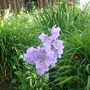 ���� ���������, �������� - ��������� 1 ������� 2017 � ������ ���� ����������