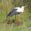  , -, 59  -  10  2017    