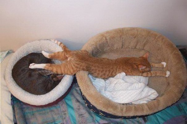 10      =^.^=10      ... - 3